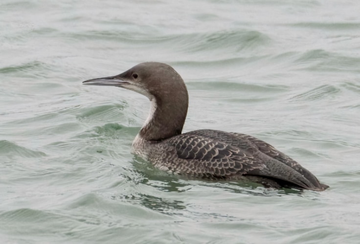 Juvenile Pacific Loon