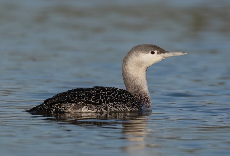 Juvenile Red-Throated Loon