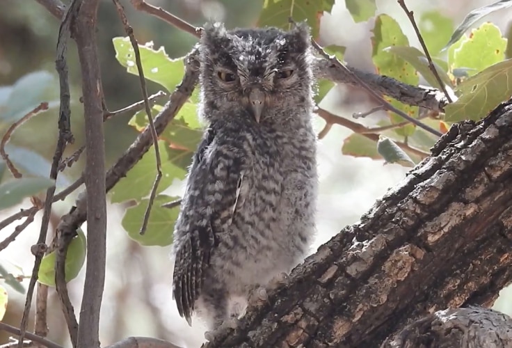 Juvenile Whiskered Screech-Owl