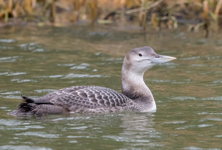 Juvenile Yellow-Billed Loon