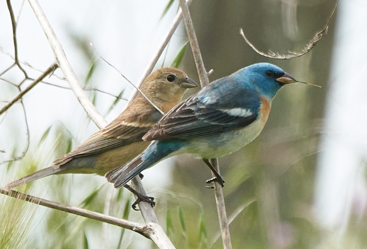 Lazuli Bunting pair