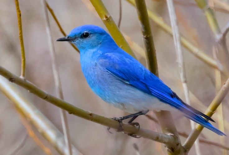 Mountain Bluebird (Sialia currucoides)