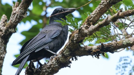New Caledonian Crow (Corvus moneduloides)