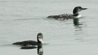 Non-breeding Pacific Loon beside a larger molting Common Loon