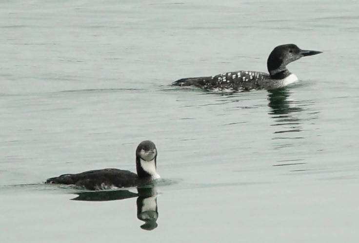 Non-breeding Pacific Loon beside a larger molting Common Loon
