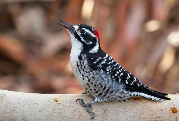 Nuttall's Woodpecker (Dryobates nuttallii)