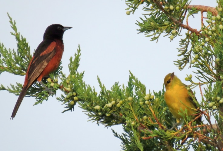 Orchard Oriole pair