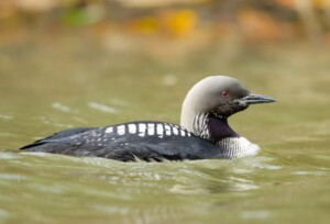 Loon Rising Mn 4 Loons in Minnesota: Identification and Seasonal Patterns