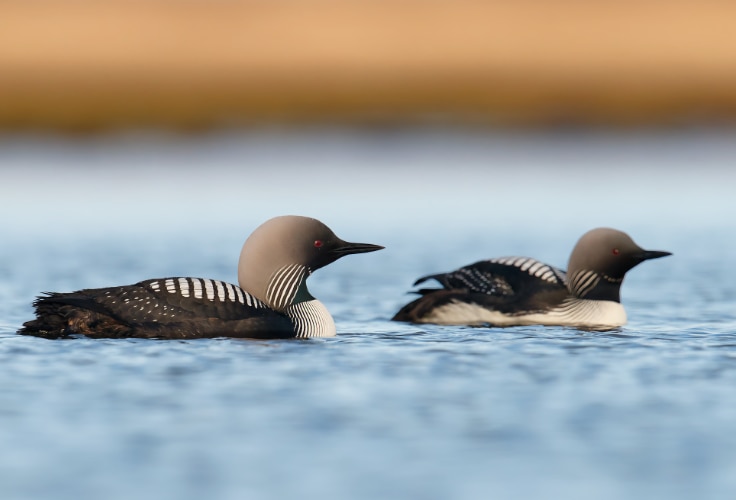 Pacific Loon pair