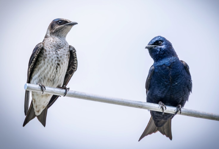 Purple Martin pair