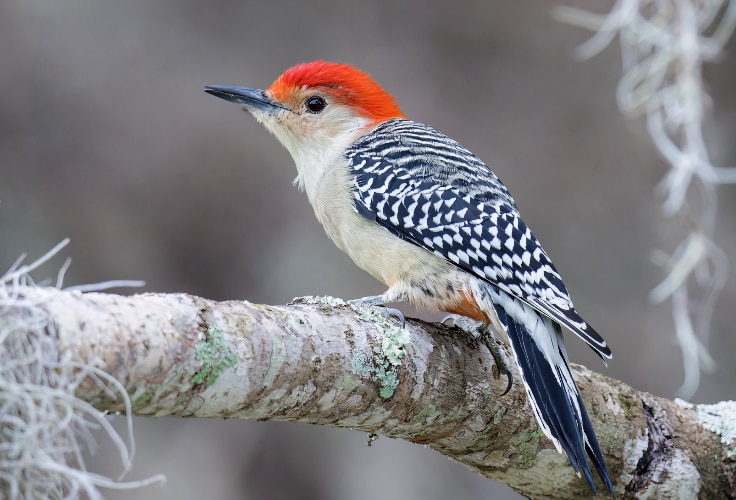 Red-Bellied Woodpecker (Melanerpes carolinus)