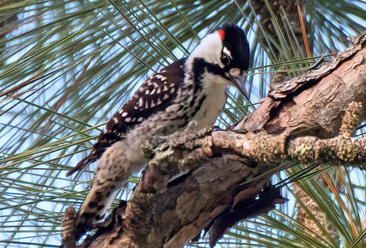 Red-Cockaded Woodpecker (Leuconotopicus borealis)
