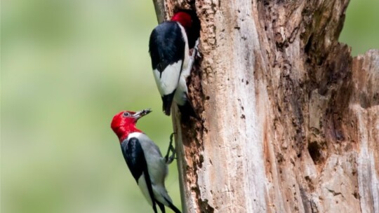 Red-Headed Woodpecker pair