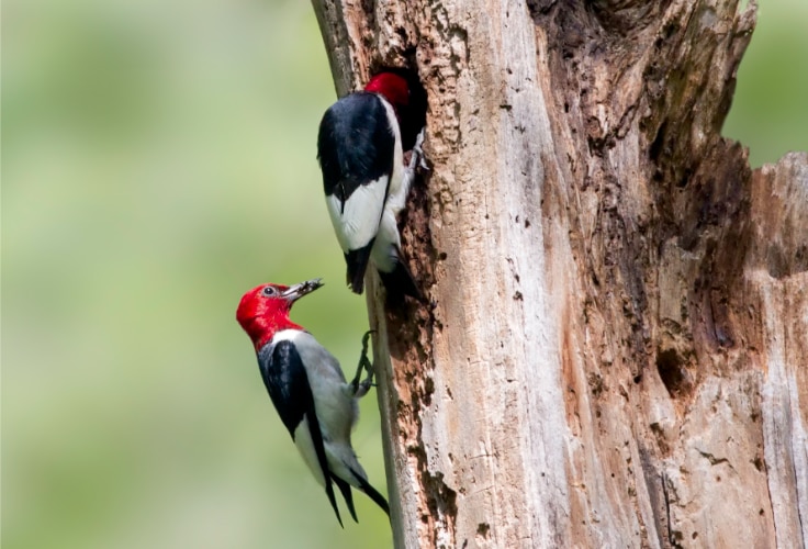Red-Headed Woodpecker pair