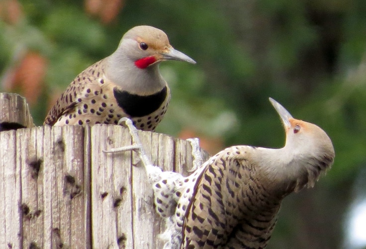 Red-shafted Northern Flicker pair