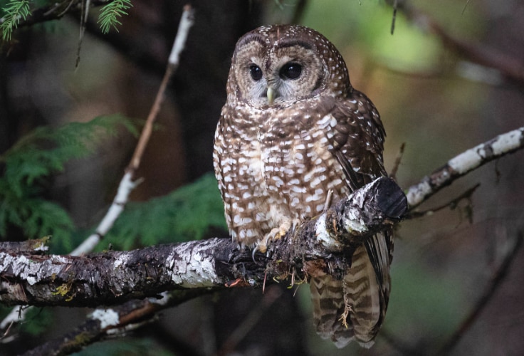 Spotted Owl (Strix occidentalis)