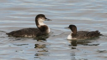 Two loon species together