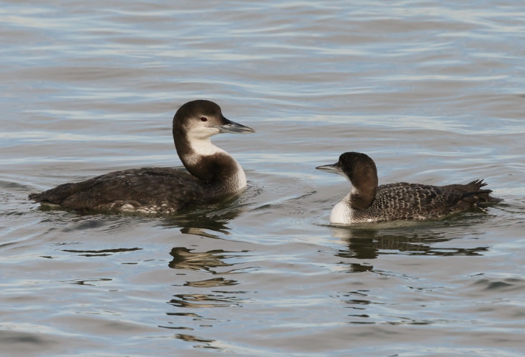 Two loon species together