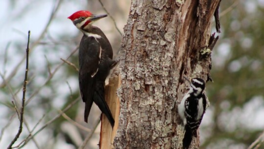 Two woodpecker species in North America