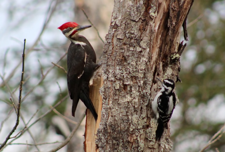Two woodpecker species in North America