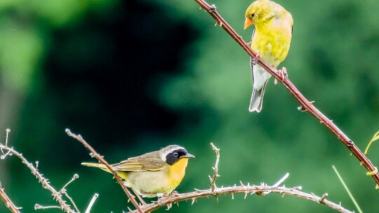 Two yellow birds (male Common Yellowthroat and female American Goldfinch)