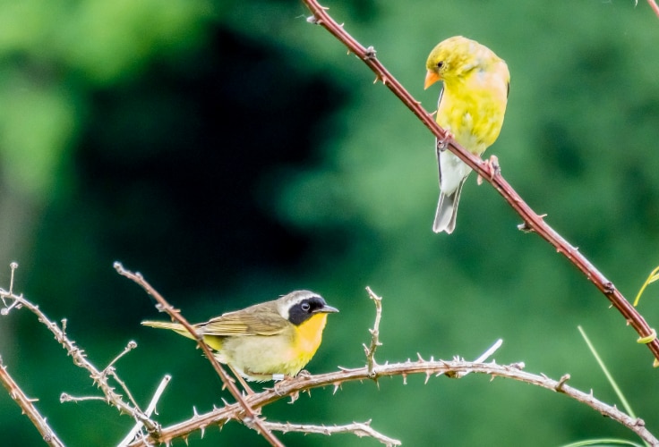 Two yellow birds (male Common Yellowthroat and female American Goldfinch)