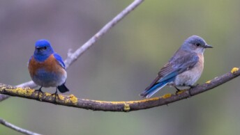 Western Bluebird pair
