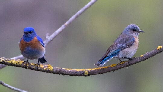 Western Bluebird pair
