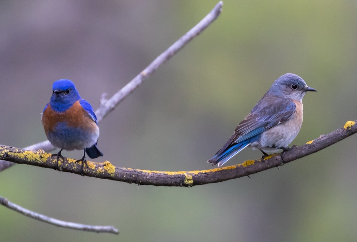 Western Bluebird pair