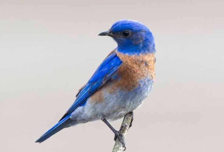 Western Bluebird (Sialia mexicana)