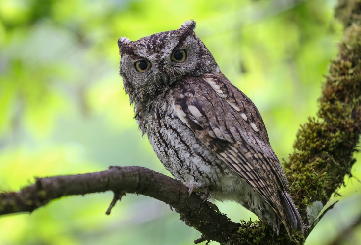 Western Screech-Owl (Megascops kennicottii)