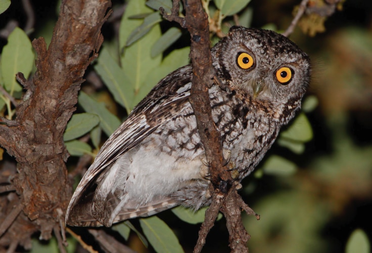 Whiskered Screech-Owl (Megascops trichopsis)
