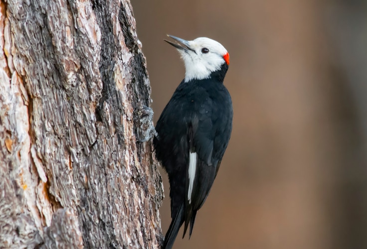 White-Headed Woodpecker (Leuconotopicus albolarvatus)