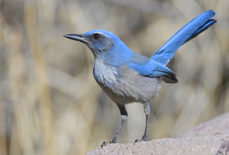 Woodhouse's Scrub-Jay (Aphelocoma woodhouseii)