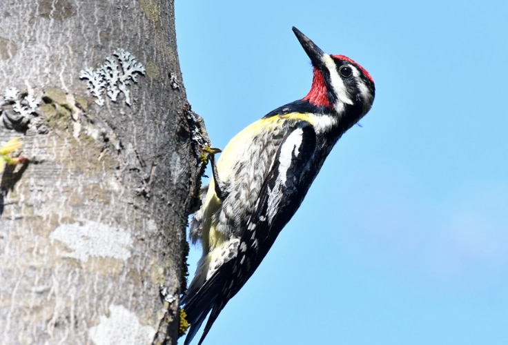 Yellow-Bellied Sapsucker (Sphyrapicus varius)