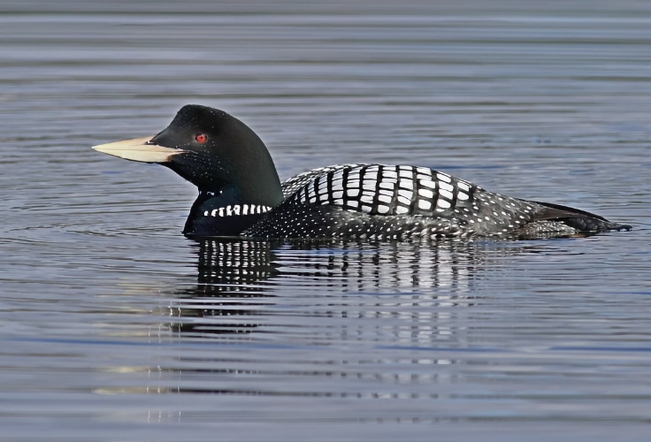 Yellow-Billed Loon (Gavia adamsii)