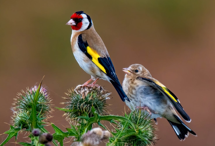 Adult and Juvenile European Goldfinches