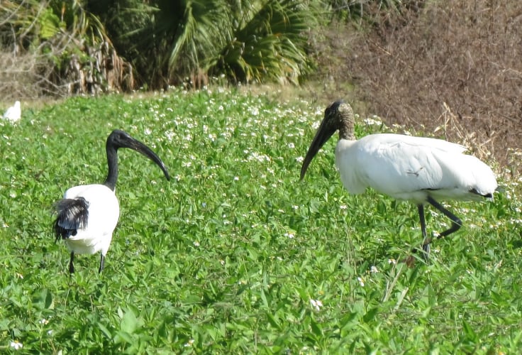 African Sacred Ibis and Wood Stork foraging side by side