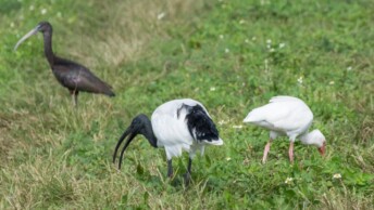 African Sacred Ibis foraging alongside native ibises