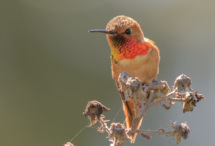 Allen's Hummingbird (Selasphorus sasin)