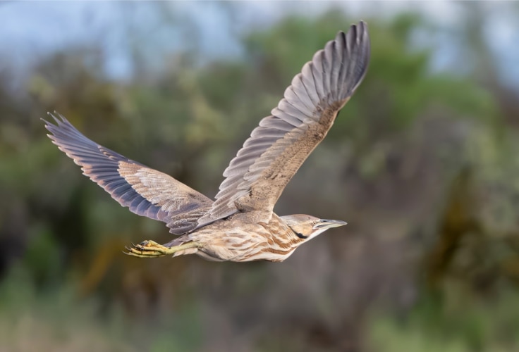 American Bittern in flight