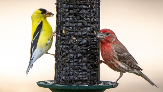 American Goldfinch and House Finch