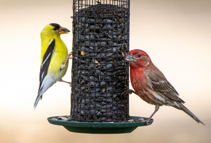 American Goldfinch and House Finch