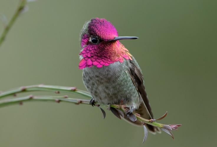 Anna's Hummingbird (Calypte anna)