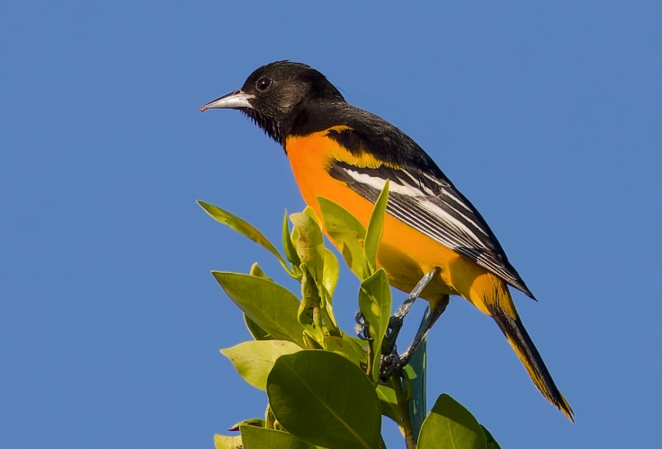 Baltimore Oriole in San Diego, California