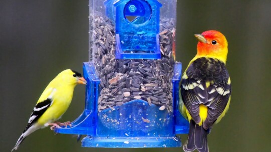 two black-and-yellow birds at a feeder