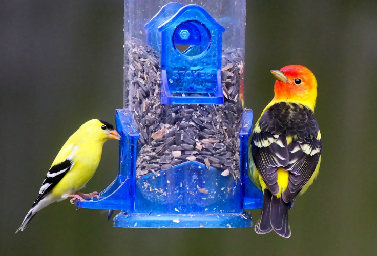 two black-and-yellow birds at a feeder
