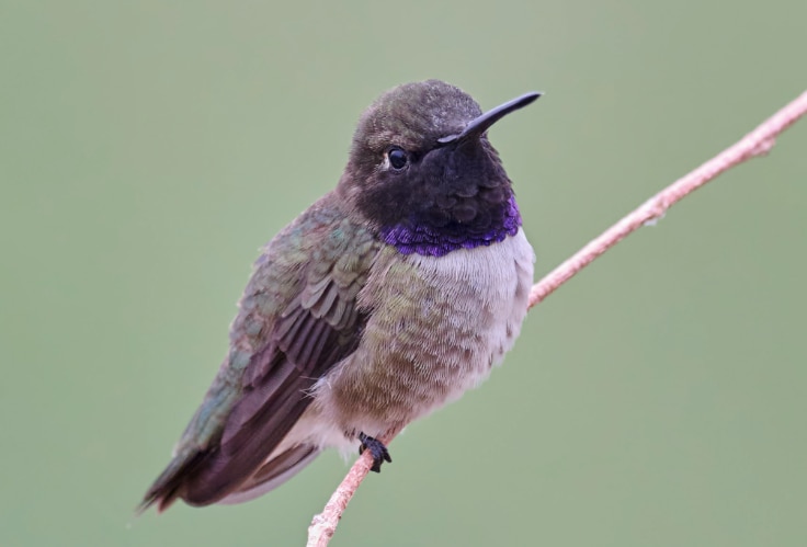 Black-Chinned Hummingbird (Archilochus alexandri)
