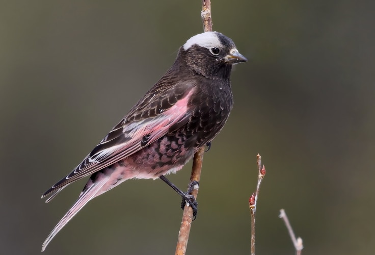 Black Rosy-Finch (Leucosticte atrata)