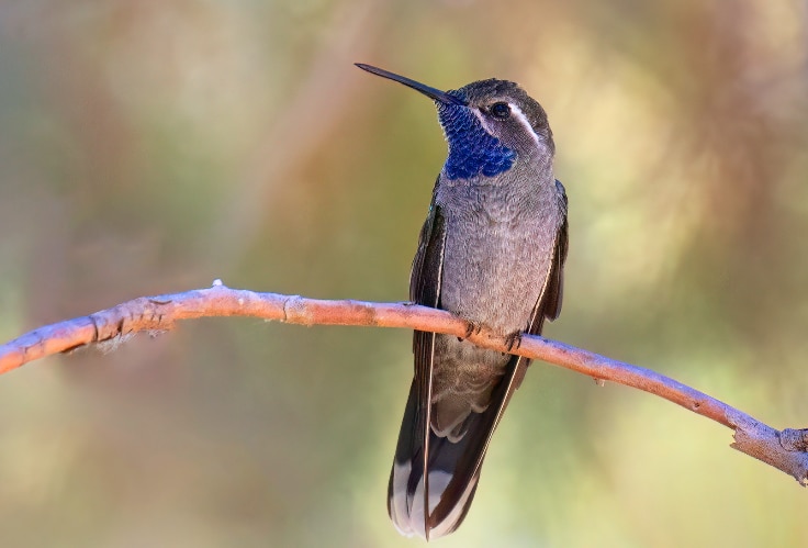 Blue-Throated Mountain-Gem (Lampornis clemenciae)